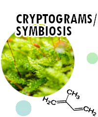 Cryptograms/symbiosis icon