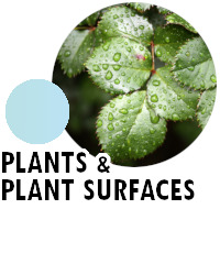 Plants and plant surfaces icon