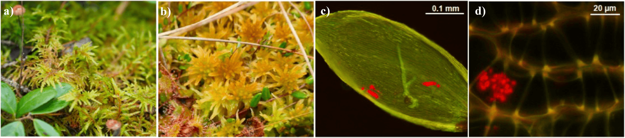 Examples of mosses that differ in how they are colonized