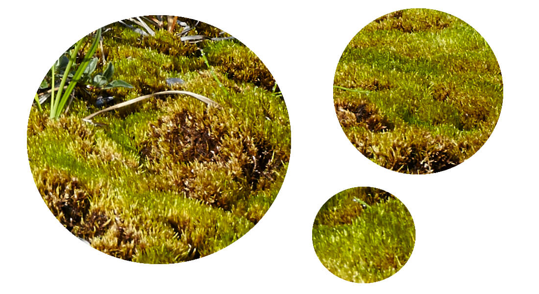 Circles of mosses