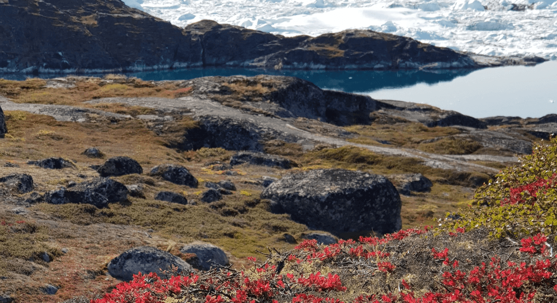 Tundra vegetation in Ilulissat, Greenland. Photo credits: Riikka Rinnan Tundra vegetation in Ilulissat, Greenland. Photo credits: Riikka Rinnan