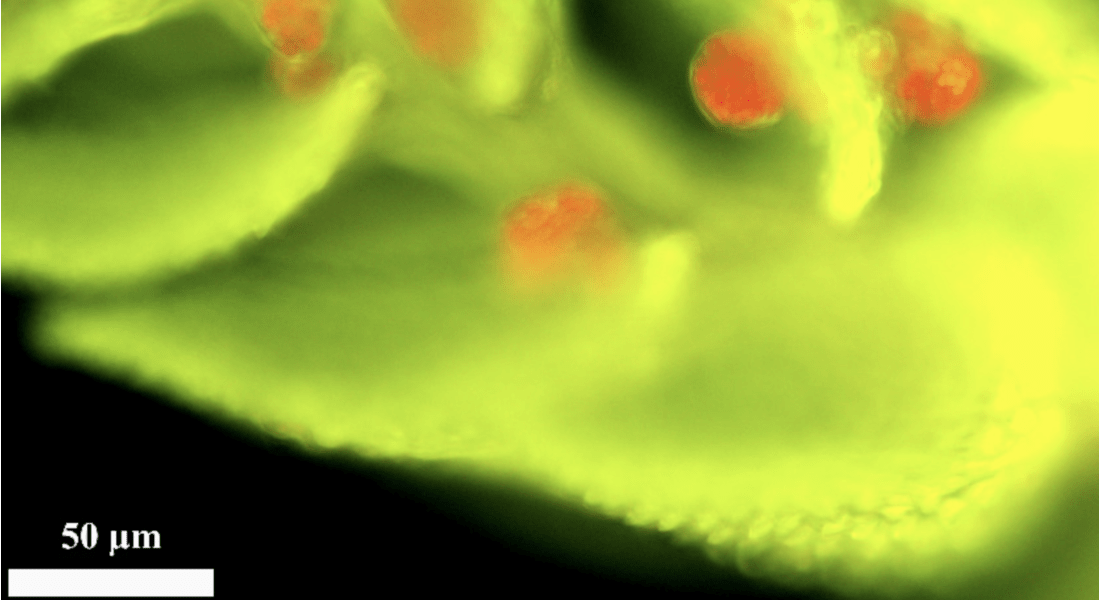 Thuidium peruvianum shoot at ×200 magnification under UV-fluorescence microscope. Nostoc sp. colonies are seen in bright red between moss leaf and stem in green (credit: Aya Permin)